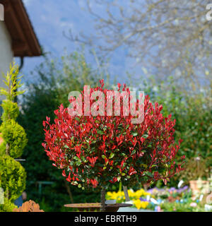 Fraser photinia (Photinia x fraseri 'Little Red Robin', Photinia x fraseri Little Red Robin, Photinia fraseri), cultivar Little Red Robin Stock Photo