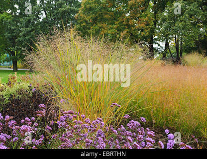 Old switch panic grass (Panicum virgatum 'Cloud Nine', Panicum virgatum Cloud Nine), blooming Stock Photo