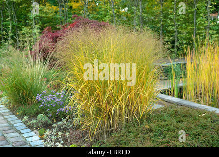 Old switch panic grass (Panicum virgatum 'Strictum', Panicum virgatum Strictum), cultivar Strictum, Germany Stock Photo