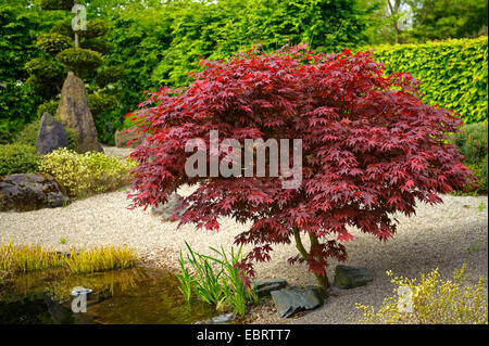 Japanese maple (Acer palmatum 'Bloodgood', Acer palmatum Bloodgood), cultivar Bloodgood Stock Photo