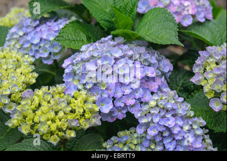 Garden hydrangea, Lace cap hydrangea (Hydrangea macrophylla 'Forever and ever Blue', Hydrangea macrophylla Forever and ever Blue), cultivar Forever and ever Blue, Germany, Saxony, Laussnitz Stock Photo