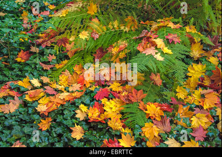 Japanese maple (Acer japonicum), autumn leaves on ivy Stock Photo
