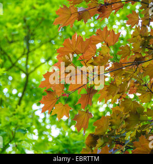 Norway maple (Acer platanoides 'Schwedleri', Acer platanoides Schwedleri), cultivar Schwedleri, Germany, Brandenburg Stock Photo