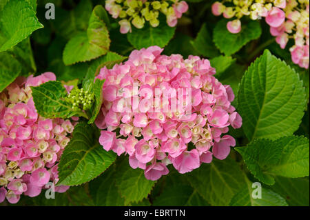 Garden hydrangea, Lace cap hydrangea (Hydrangea macrophylla 'Forever and ever Pink, Hydrangea macrophylla Forever and ever Pink), cultivar Forever and ever Pink Stock Photo