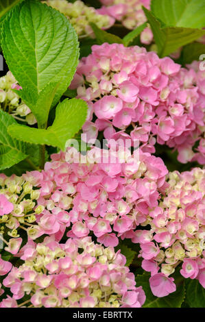 Garden hydrangea, Lace cap hydrangea (Hydrangea macrophylla 'Forever and ever Pink, Hydrangea macrophylla Forever and ever Pink), cultivar Forever and ever Pink Stock Photo