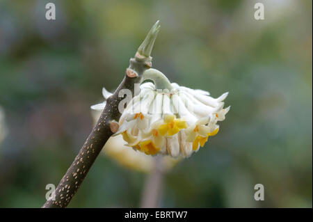 Oriental Paperbush (Edgeworthia chrysantha, Edgeworthia papyrifera), blooming branch, Germany, Saxony Stock Photo