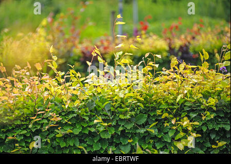 common beech (Fagus sylvatica), beech hedge, Netherlands Stock Photo