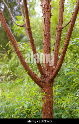 paperbark maple (Acer griseum), trunk, Germany, Kurpark Stock Photo