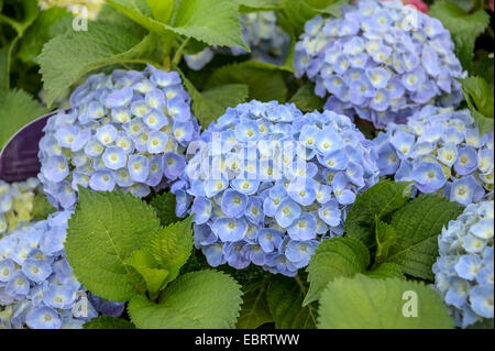 Garden hydrangea, Lace cap hydrangea (Hydrangea macrophylla 'Forever and ever Blue', Hydrangea macrophylla Forever and ever Blue), cultivar Forever and ever Blue Stock Photo