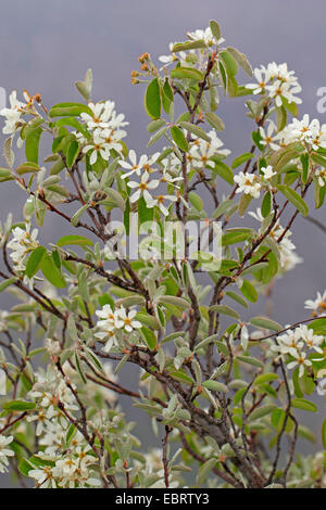 Snowy Mespilus, shadbush, shadwood, shadblow, serviceberry, sarvisberry, wild pear, juneberry, saskatoon, sugarplum, wild-plum, chuckley pear (Amelanchier ovalis, Amelanchier vulgaris, Amelanchier rotundifolia), blooming branch, Germany Stock Photo