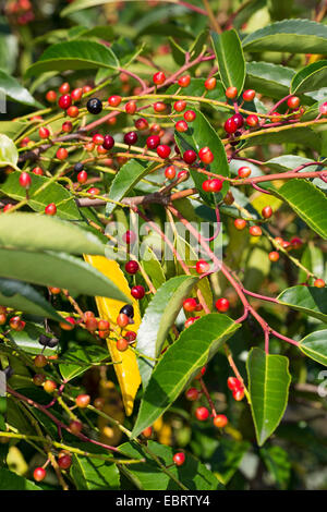 Portugal laurel (Prunus lusitanica), branches with fruits Stock Photo