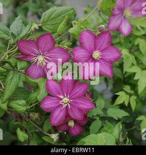 Clematis (Clematis 'Ville de Lyon', Clematis Ville de Lyon), cultivar Ville de Lyon