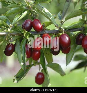 cornelian cherry wood (Cornus mas 'Kasanlaker', Cornus mas Kasanlaker), cultivar 'Kasanlaker Stock Photo