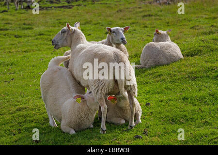 domestic sheep (Ovis ammon f. aries), two lambs drinking by their mother, Norway Stock Photo
