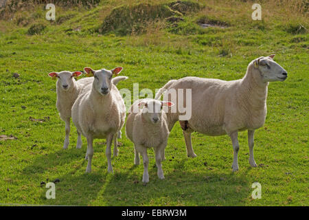 domestic sheep (Ovis ammon f. aries), four sheeps standing on a pasture, Norway, Hitra Stock Photo