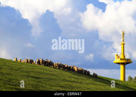 sheep on the wester dike near Wurthfleth with a radartower in the background, Germany, Lower Saxony Stock Photo