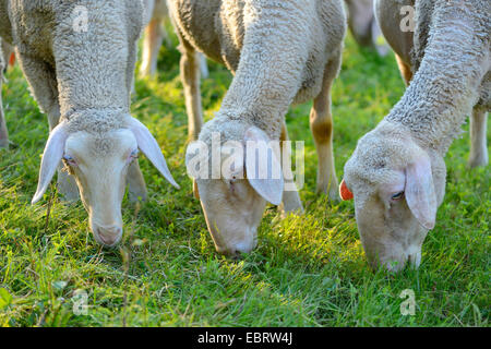 domestic sheep (Ovis ammon f. aries), three grazing sheep, Germany, Bavaria Stock Photo