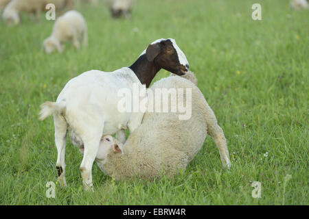 Boer goat (Capra hircus, Capra aegagrus f. hircus), Sheep (Ovis aries) suckles from a Boer goat in a meadow, Germany, Bavaria Stock Photo