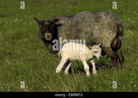 domestic sheep (Ovis ammon f. aries), black ewe with white lamb, Sweden, Oeland Stock Photo