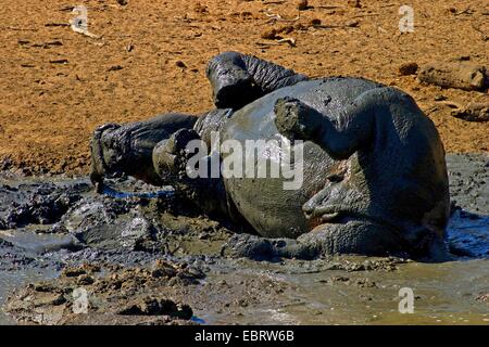 white rhinoceros, square-lipped rhinoceros, grass rhinoceros (Ceratotherium simum), taking mud bath, South Africa, Kwazulu-Natal, Mkuze Game Reserve Stock Photo