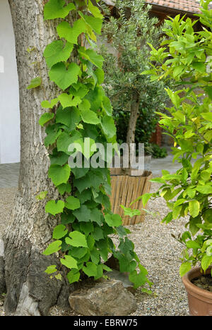 Amur grape (Vitis amurensis), at a tree trunk Stock Photo