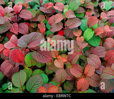 doublefile viburnum (Viburnum plicatum 'Grandiflorum', Viburnum plicatum Grandiflorum), cultivar Grandiflorum in autum Stock Photo