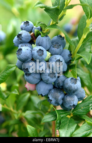 high blueberry, highbush blueberry, swamp blueberry (Vaccinium corymbosum 'Reka', Vaccinium corymbosum Reka), cultivar Reka Stock Photo