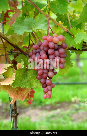 grape-vine, vine (Vitis vinifera 'Katharina', Vitis vinifera Katharina), cultivar Katharina Stock Photo