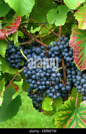 grape-vine, vine (Vitis vinifera 'Regent', Vitis vinifera Regent), cultivar Regent Stock Photo