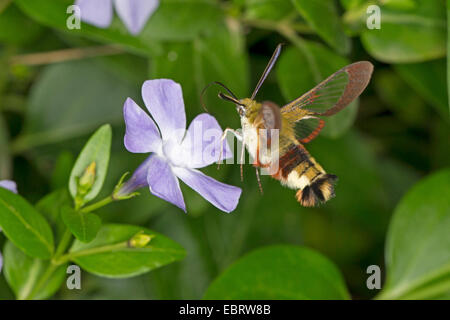 Broad-bordered bee hawk-moth, Broad-bordered bee hawkmoth (Hemaris fuciformis, Haemorrhagia fuciformis), in hovering flight for periwinkle, Germany Stock Photo