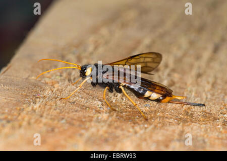 giant wood wasp, giant horntail, greater horntail (Urocerus gigas), female on wood, Germany Stock Photo