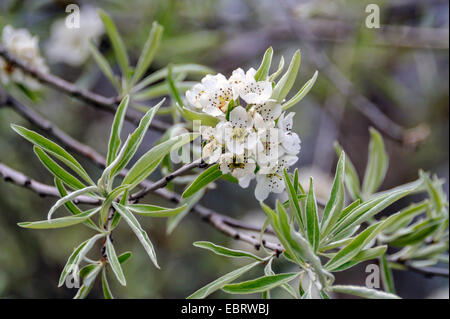 Willow-leaved Pear, Willow leaved Pear, Willowleaf Pear, Weeping Pear (Pyrus salicifolia), blooming branch, Germany, Bavaria Stock Photo