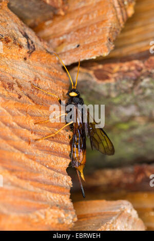 giant wood wasp, giant horntail, greater horntail (Urocerus gigas), female sitting at logs of wood, Germany Stock Photo