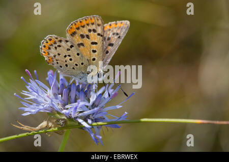 sooty copper (Heodes tityrus, Loweia tityrus, Loweia tityrus, Lycaena tityrus), searching nectar at a blossom with spider, Germany Stock Photo
