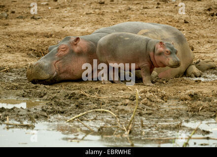 hippopotamus, hippo, Common hippopotamus (Hippopotamus amphibius), mother and child resting  at the Kazinga Channel, Uganda Stock Photo