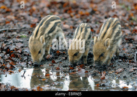 wild boar, pig, wild boar (Sus scrofa), shoats drinking from a puddle, Germany Stock Photo