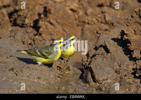 Yellow-fronted canary (Serinus mozambicus), two birds at a waterhole, South Africa, Mkuzi Game Reserve Stock Photo