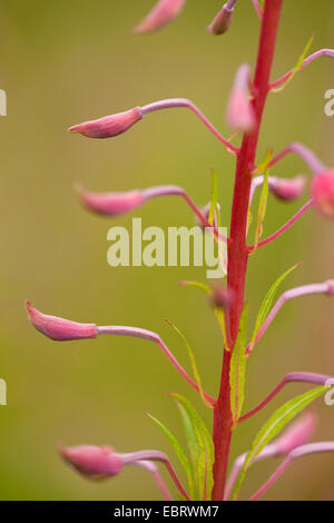 Fireweed, blooming sally, Rosebay willow-herb, Great willow-herb (Epilobium angustifolium, Chamerion angustifolium), inflorescence in bud, Germany, Thueringen Stock Photo