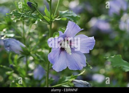 shrubby althaea, rose-of-Sharon (Hibiscus syriacus 'Blue Bird', Hibiscus syriacus Blue Bird), cultivar Blue Bird, blooming Stock Photo
