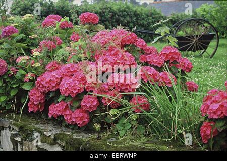 Garden hydrangea, Lace cap hydrangea (Hydrangea macrophylla 'Masja', Hydrangea macrophylla Masja), cultivar Masja, blooming Stock Photo