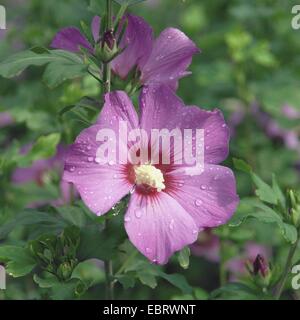 shrubby althaea, rose-of-Sharon (Hibiscus syriacus 'Russian Violet', Hibiscus syriacus Russian Violet), cultivar Russian Violet, blooming Stock Photo