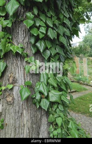 Persian ivy (Hedera colchica), climbing up a tree Stock Photo