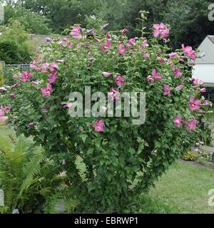 shrubby althaea, rose-of-Sharon (Hibiscus syriacus 'Woodbridge', Hibiscus syriacus Woodbridge), cultivar Woodbridge in a garden Stock Photo