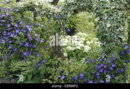 English ivy, common ivy (Hedera helix 'Glacier', Hedera helix Glacier), with Clematis and hydrangea Stock Photo