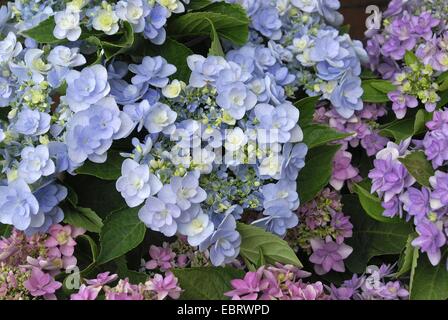 Garden hydrangea, Lace cap hydrangea (Hydrangea macrophylla 'Forever', Hydrangea macrophylla Forever), cultivar Forever, blooming Stock Photo