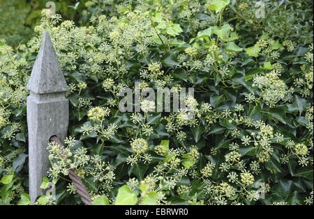 English ivy, common ivy (Hedera helix 'Arborescens', Hedera helix Arborescens), cultivar Arborescens Stock Photo