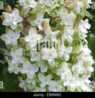 Oak-leaved hydrangea (Hydrangea quercifolia 'Snowflake', Hydrangea quercifolia Snowflake), cultivar Snowflake, blooming Stock Photo