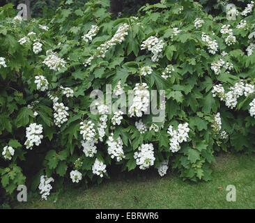 Oak-leaved hydrangea (Hydrangea quercifolia), blooming Stock Photo