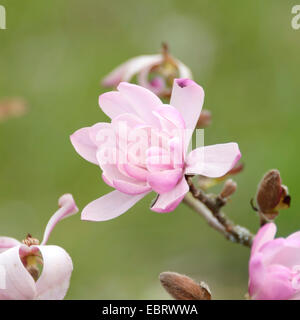 star magnolia (Magnolia stellata 'Keiskei', Magnolia stellata Keiskei, Magnolia stellata f. keiskei), cultiavar Keiskei, Germany, Bavaria Stock Photo