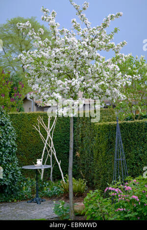 Ornamental apple tree (Malus 'Evereste', Malus Evereste), Cultivar Evereste, bloomin in a garden Stock Photo